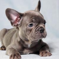 Cuccioli bulldog francesi blu maschietti