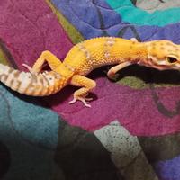 Geco ( eublepharis macularius )