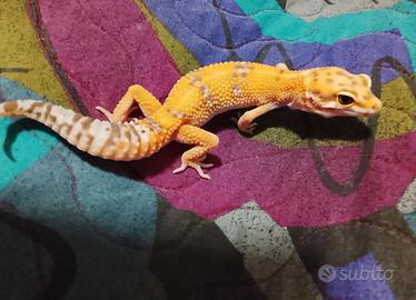 Geco ( eublepharis macularius )