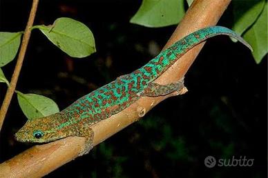 Phelsuma Borbonica Gran Etang