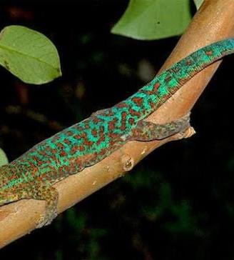 Phelsuma Borbonica Gran Etang