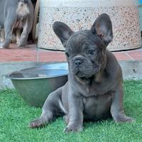 Bulldog francese