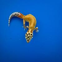 Geco leopardino