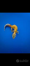 Geco leopardino