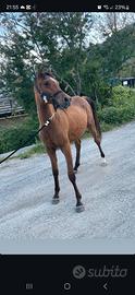 Cavallo arabo