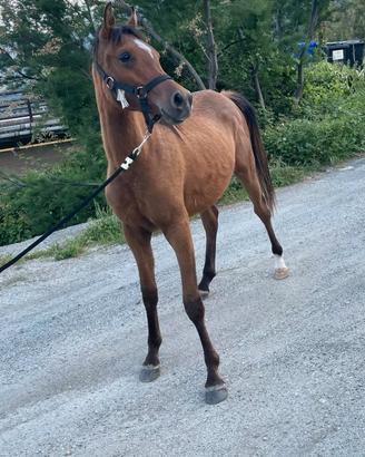 Cavallo arabo
