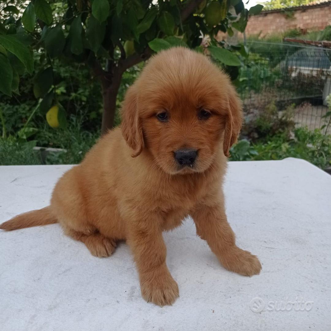Golden Retriever cuccioli con il Pedigree Italiano - Animali In vendita ...