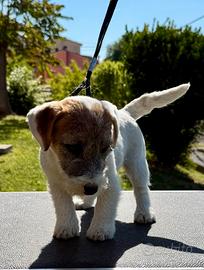 Jack Russell femminucce alta genealogia disponibil