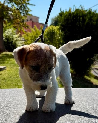 Jack Russell femminucce alta genealogia disponibil