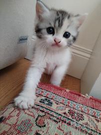 Micini misto persiani