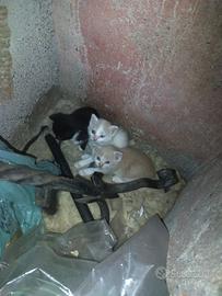 Solo per amanti animali