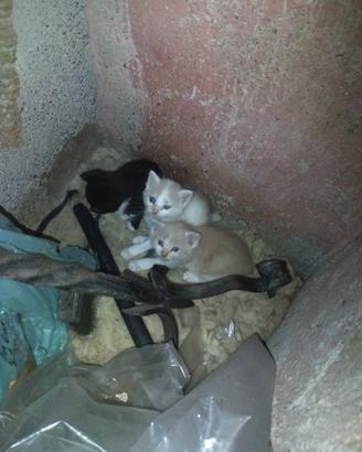 Solo per amanti animali