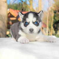 Cucciolo maschio di Husky bianco e nero