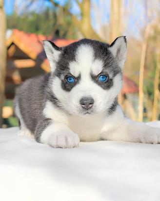 Cucciolo maschio di Husky bianco e nero