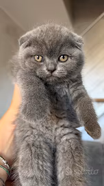 Scottish fold