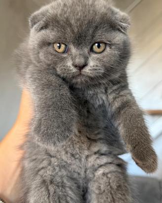 Scottish fold