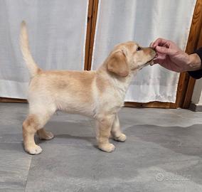 Labrador maschio