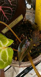 Anthurium Michelle by DocBlock