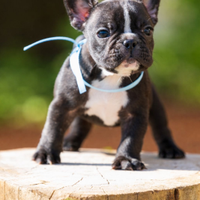 Bulldog francese