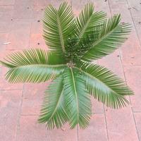 Piante esterno e interno