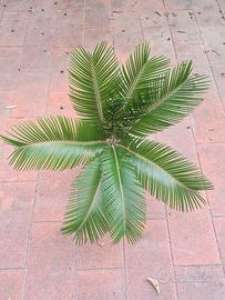 Piante esterno e interno