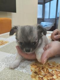 Chihuahua pelo lungo