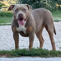 American bully XL