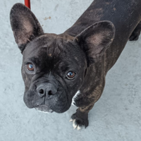 Bulldog francese femmina