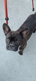 Bulldog francese femmina
