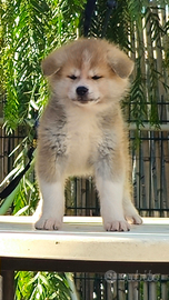 Akita inu femmina