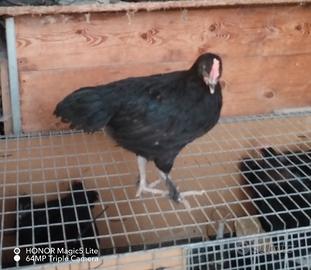 polletti marans
