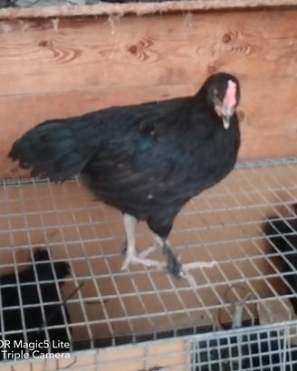 polletti marans