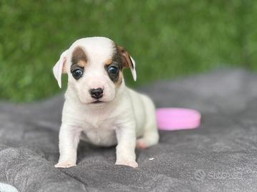 Jack russell