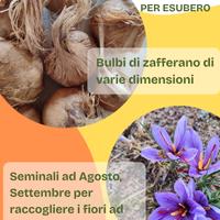 bulbi di zafferano 