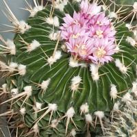 Cactus in fiore varie piante