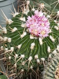 Cactus in fiore varie piante