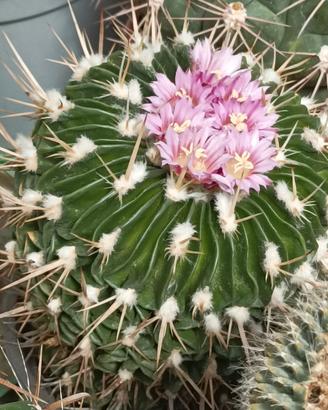 Cactus in fiore varie piante