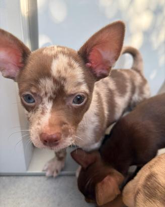 Chihuahua