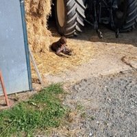 Bracco tedesco da penna