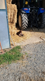 Bracco tedesco da penna