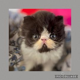 Cucciolo gatto persiano
