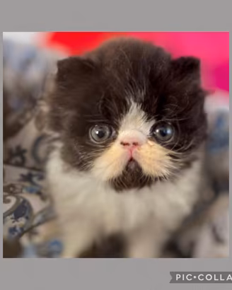 Cucciolo gatto persiano