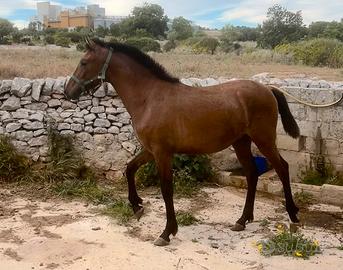 Cavallo
