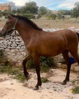 Cavallo