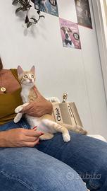 Gattino in adozione