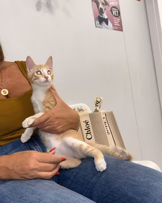 Gattino in adozione
