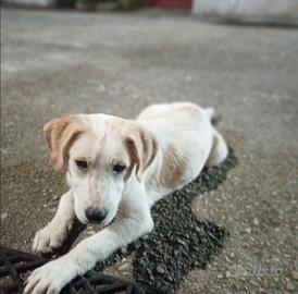 Animali