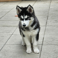 Husky siberian