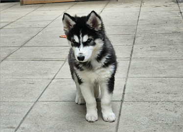 Husky siberian