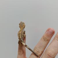 Cappuccino Ciliatus Crested Gecko